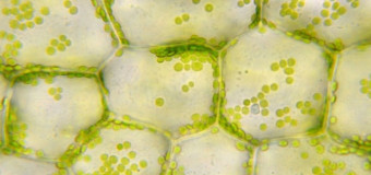 GCSE Biology Courses | Online Courses | Learndirect