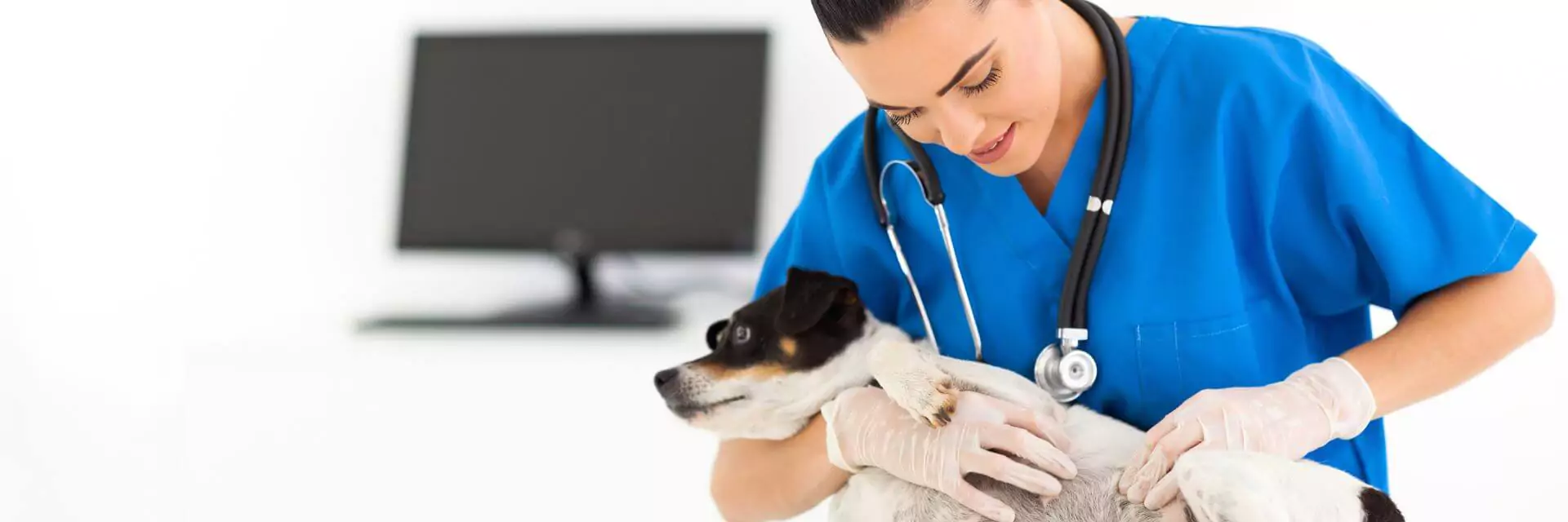 How to Become a Vet Assistant Online | learndirect