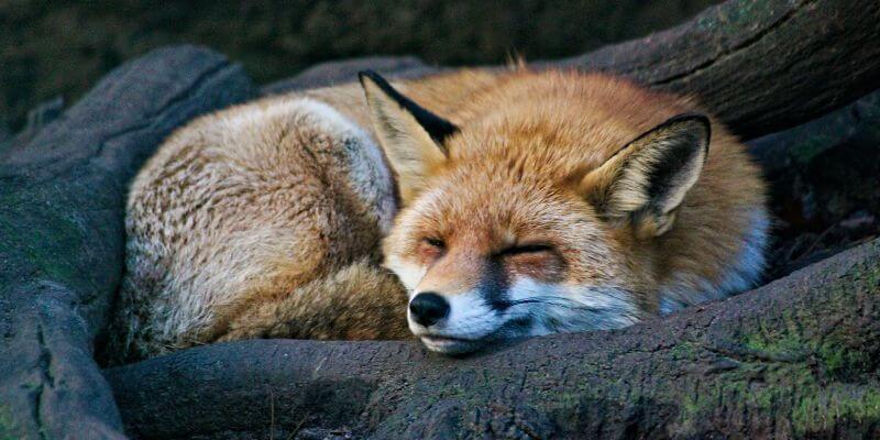 fox curled up asleep